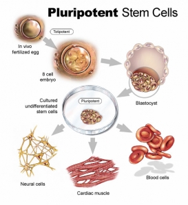 stem cell diagram