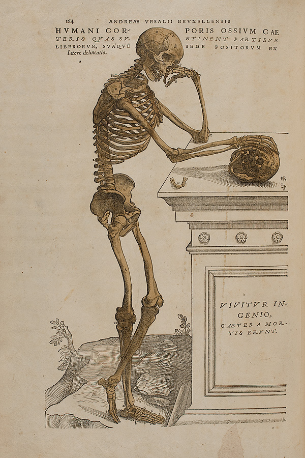 Vesalius